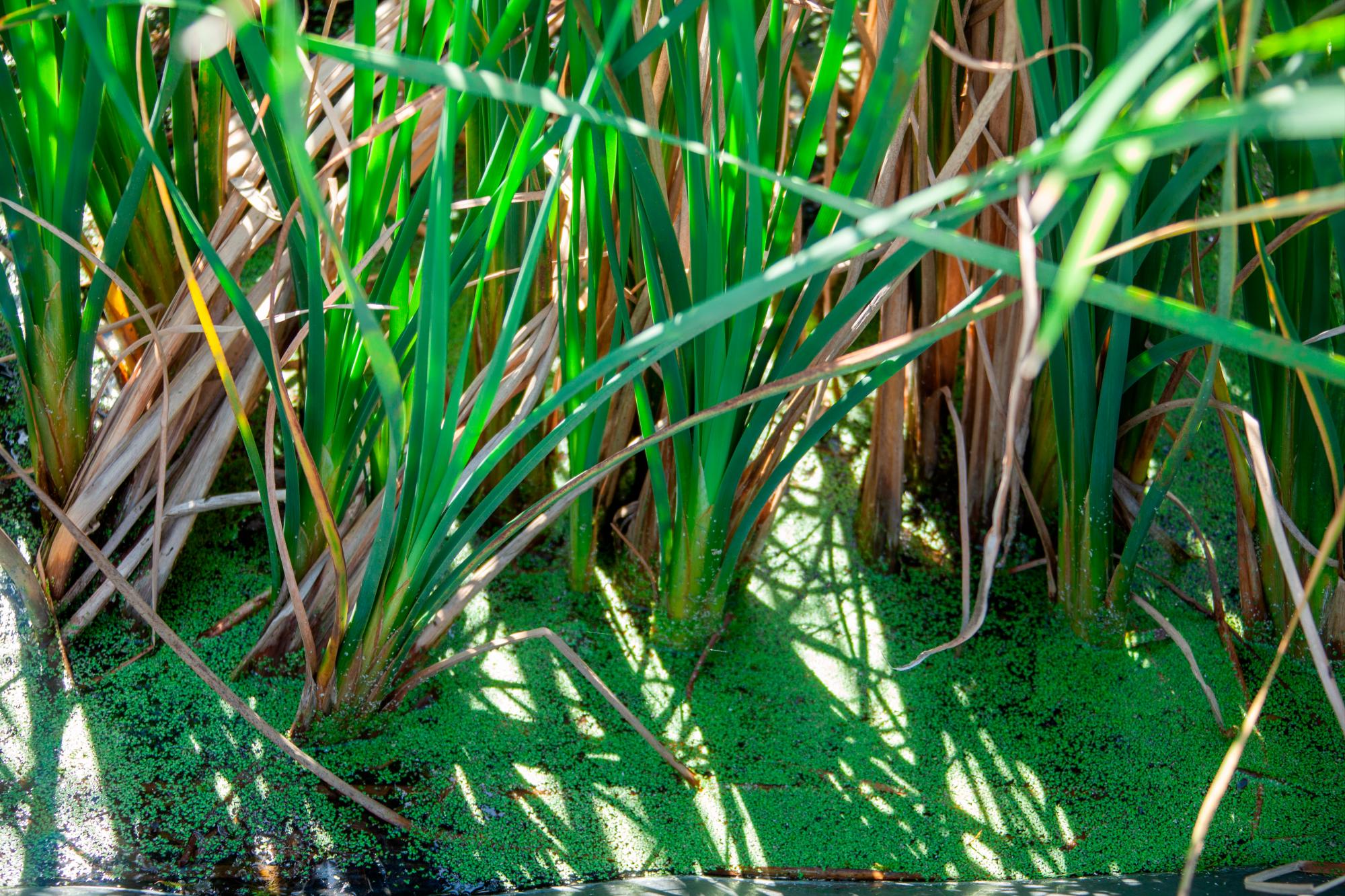   La planta “Typha domingensis” absorbe la materia orgánica.  