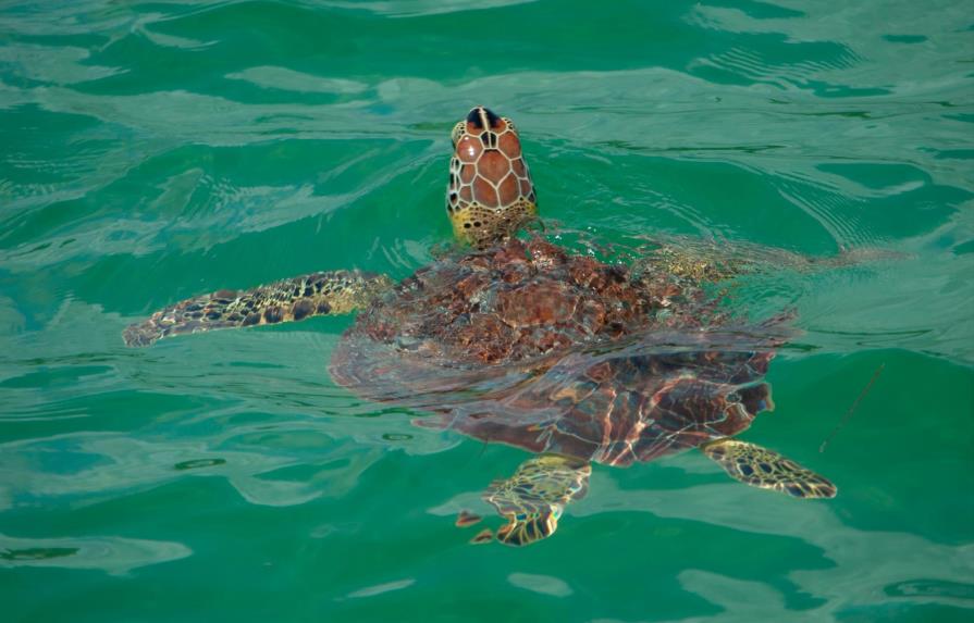 Las tortugas de Bávaro y la lucha por su supervivencia