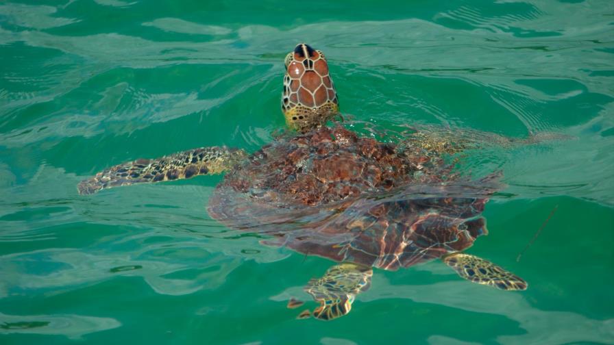 Las tortugas de Bávaro y la lucha por su supervivencia