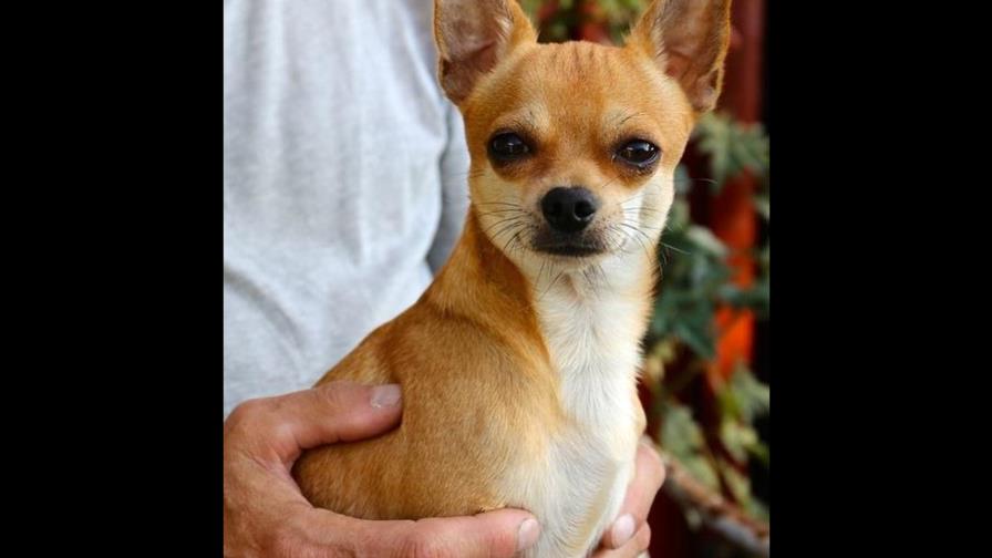 Hay que dar tiempo de calidad a la mascota... Hay que dar tiempo de calidad a la mascota...