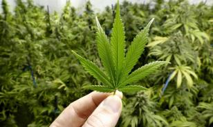 Brasil aprueba la venta de medicamentos a base de marihuana