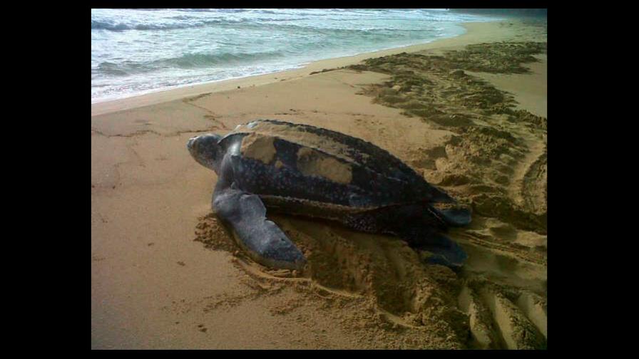 Santuario de tortuga tinglar en La Vacama es amenazado por el robo de huevos Santuario de tortuga tinglar en La Vacama es amenazado por el robo de huevos