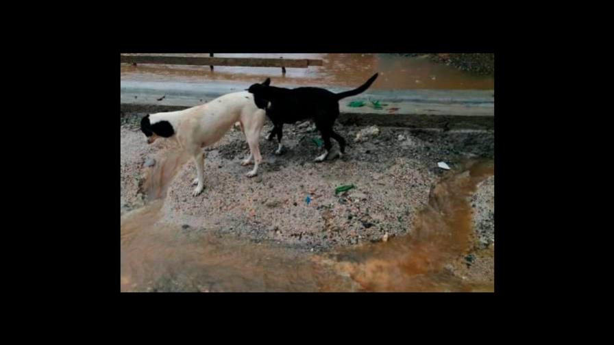 Obras Públicas construirá muro para evitar inundaciones en refugio de animales en SDN