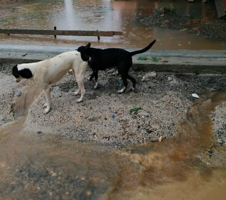 Mueren cinco perros y otros 25 tienen neumonía tras bloquearse el desagüe del refugio en La Victoria 