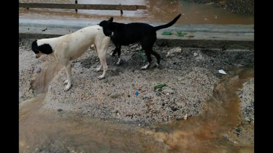 Mueren cinco perros y otros 25 tienen neumonía tras bloquearse el desagüe del refugio en La Victoria 
