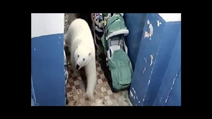 Osos polares invaden pueblo ruso, causando temor y sorpresa