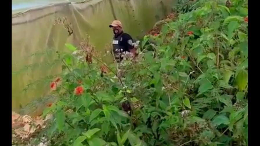 Destruyen invernadero en Barahona en el que se decomisó 635 plantas de marihuana