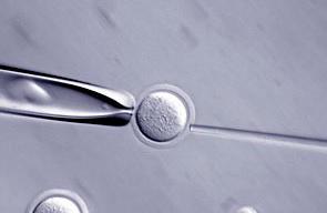 Cultivan “embriones quimera” de monos con células humanas durante 19 días
