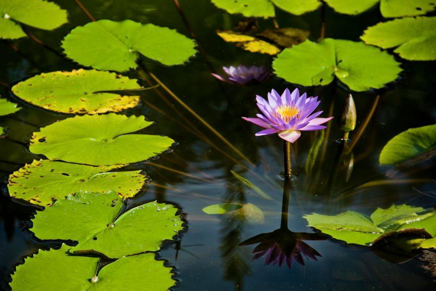 Planta Jacinto de Agua.