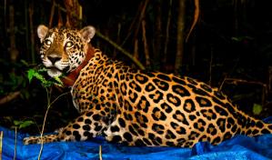 Narcozoológicos, la moda del poder de la cocaína en Ecuador