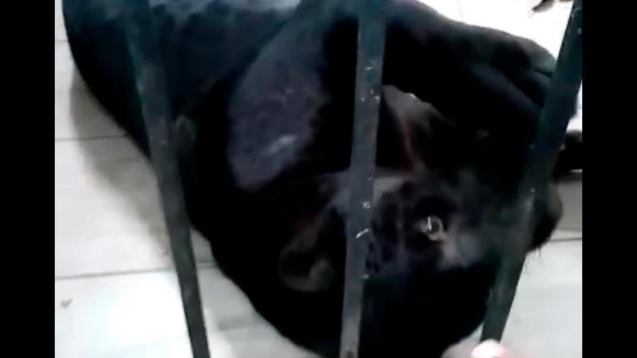 Intentaron vender por internet el jaguar robado del zoológico de Gurabo 