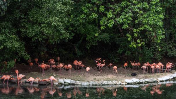El Zoo Dom ya está listo para recibir a los visitantes