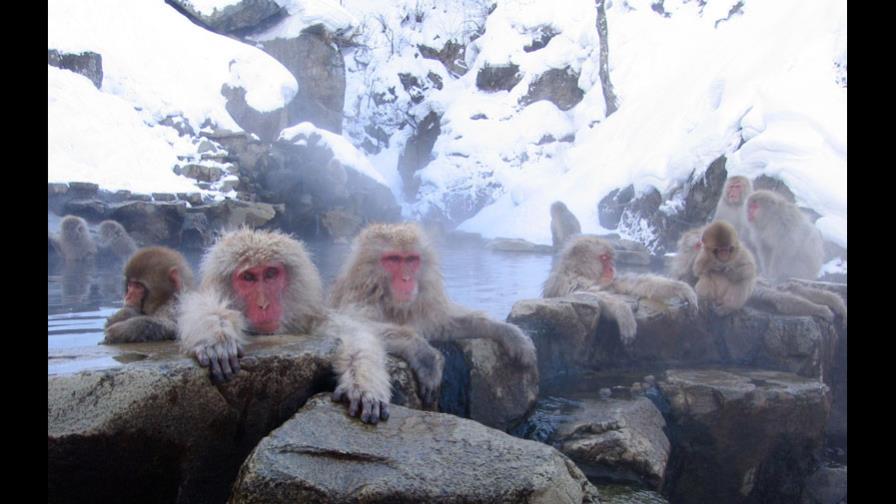 Científicos chinos implantan en monos genes que intervienen en el desarrollo del cerebro humano