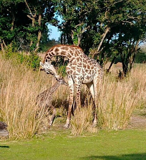 Nace una jirafa Masai en el parque Animal Kingdom de Orlando