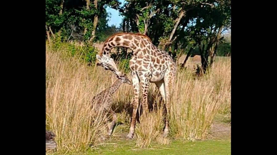 Nace una jirafa Masai en el parque Animal Kingdom de Orlando