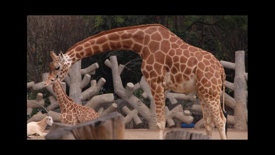 Nombran “Jirafifita” a cría de jirafa en México