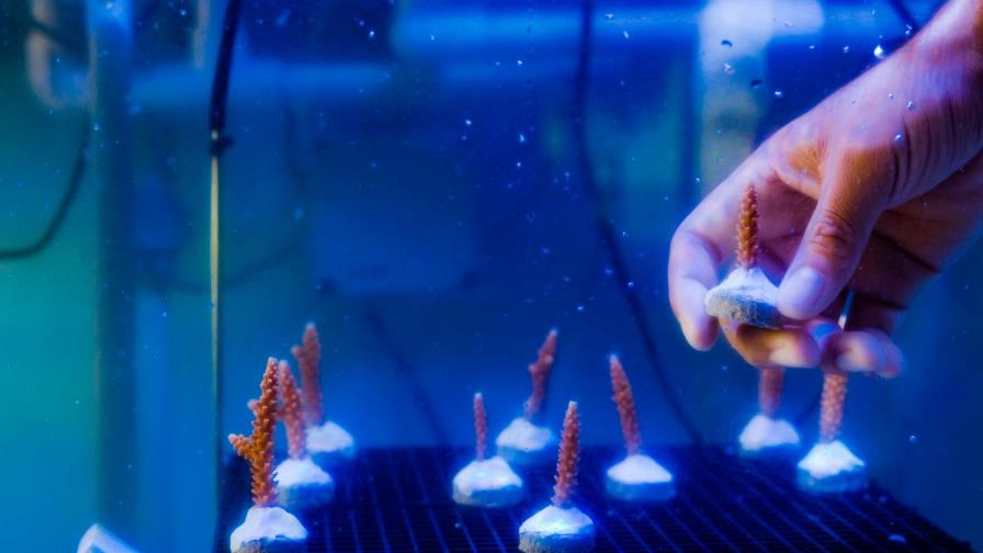 República Dominicana promueve modelo de turismo para la restauración de ecosistemas marino-costeros República Dominicana promueve modelo de turismo para la restauración de ecosistemas marino-costeros