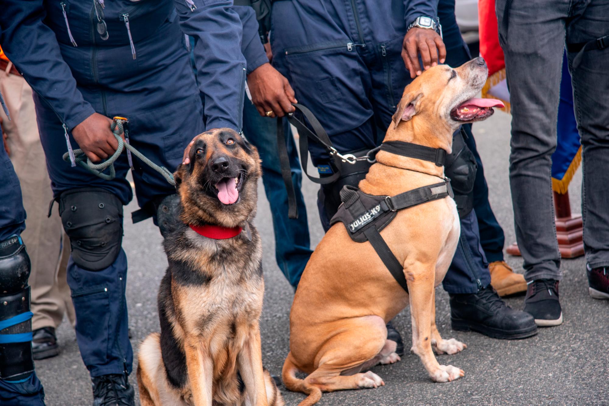 En el operativo se utilizarán unidades caninas.
