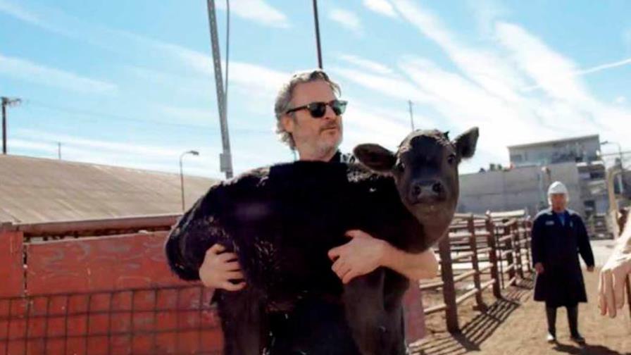 Joaquín Phoenix rescató a una vaca y a su cría tras ganar el Óscar Joaquín Phoenix rescató a una vaca y a su cría tras ganar el Óscar