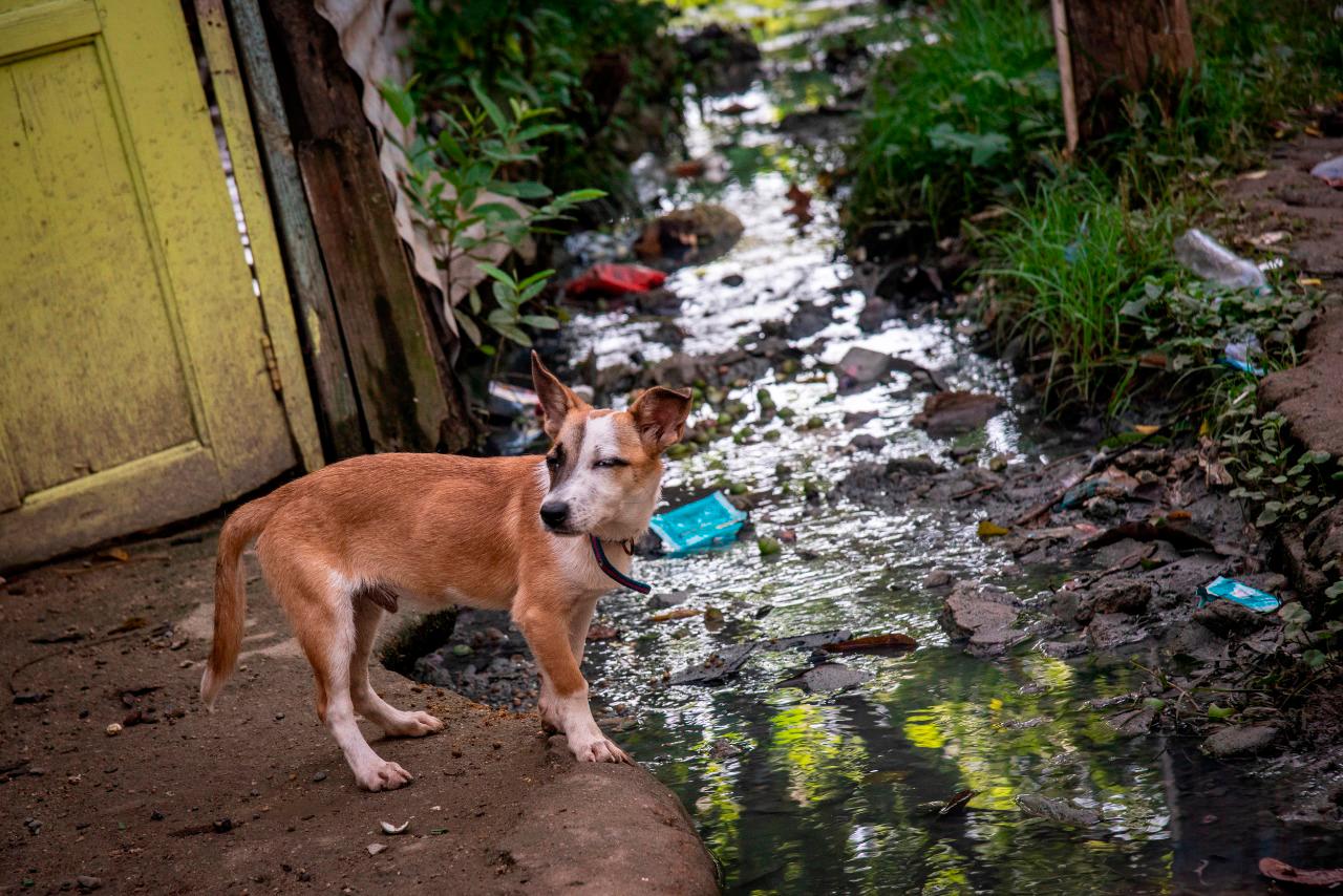 Un perro en el callejón que entra el río Ozama al barrio Los Coordinadores. 