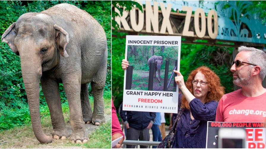 Jueces deliberan sobre liberación de una elefanta del zoológico de El Bronx 