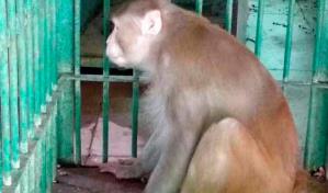 Un mono "alcohólico" mata a un hombre y hiere a 250 personas en La India
