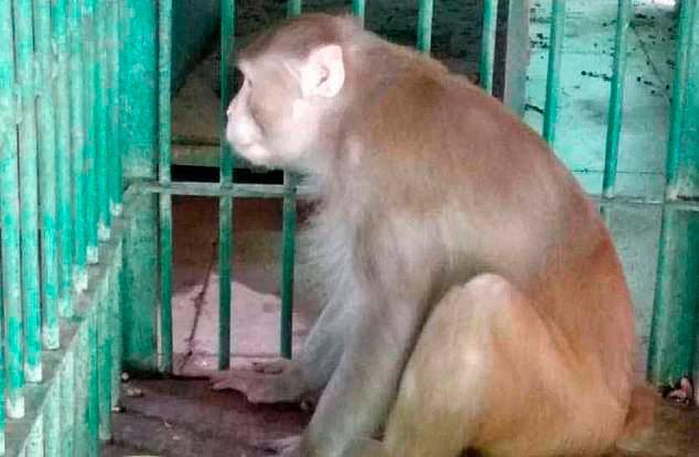 Un mono “alcohólico” mata a un hombre y hiere a 250 personas en La India