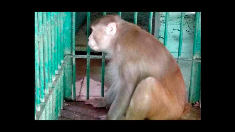 Un mono “alcohólico” mata a un hombre y hiere a 250 personas en La India