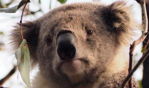 Investigan muerte de decenas de koalas en Australia 
