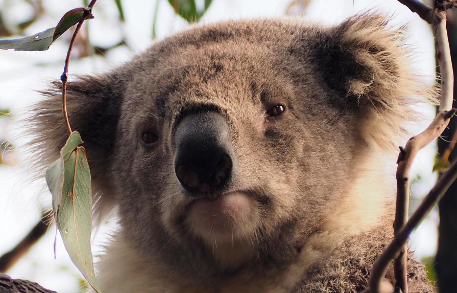 Investigan muerte de decenas de koalas en Australia 