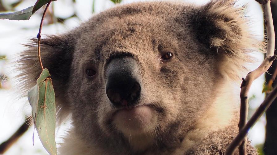 Investigan muerte de decenas de koalas en Australia 