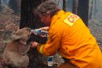 Los koalas se enfrentan indefensos a los incendios en Australia Los koalas se enfrentan indefensos a los incendios en Australia