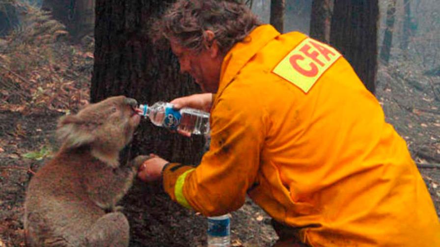 Los koalas se enfrentan indefensos a los incendios en Australia