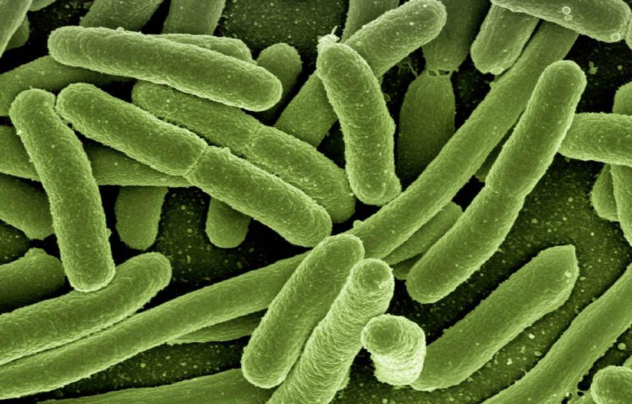 Científicos investigan bacteria intestinal capaz de alterar la forma de pensar, sentir y actuar de las personas 