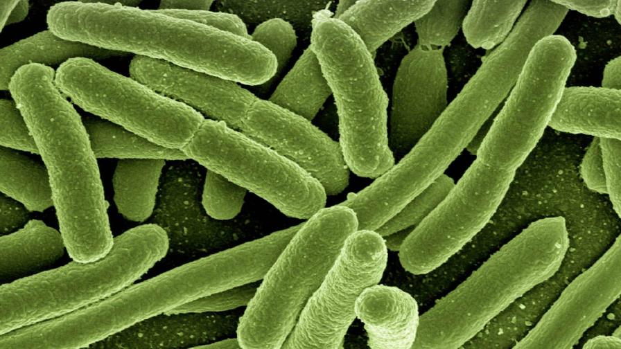 Científicos investigan bacteria intestinal capaz de alterar la forma de pensar, sentir y actuar de las personas 