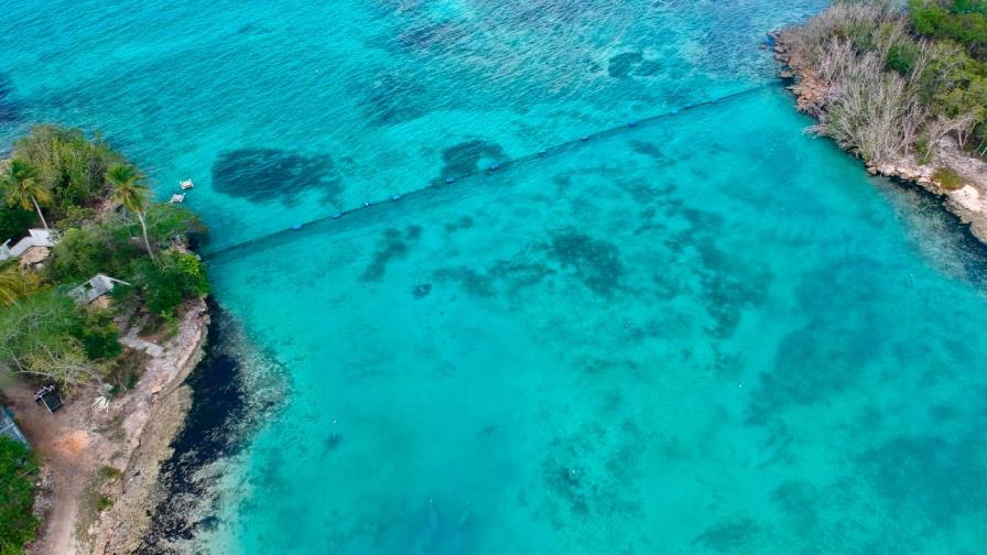 Los manatíes Juanita, Pepe y Lupita ya pueden desplazarse en mar abierto 