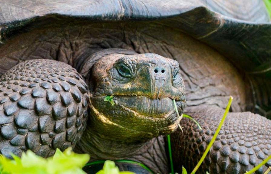 Encuentran tortuga en Galápagos que se creía extinguida hace más de cien años