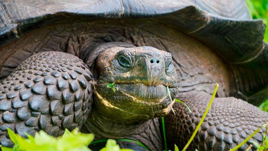 Encuentran tortuga en Galápagos que se creía extinguida hace más de cien años Encuentran tortuga en Galápagos que se creía extinguida hace más de cien años