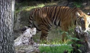 La tigresa Nadia, seis tigres y varios leones en el zoológico de El Bronx dan positivo en coronavirus