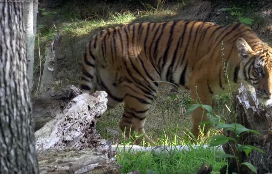 La tigresa Nadia, seis tigres y varios leones en el zoológico de El Bronx dan positivo en coronavirus