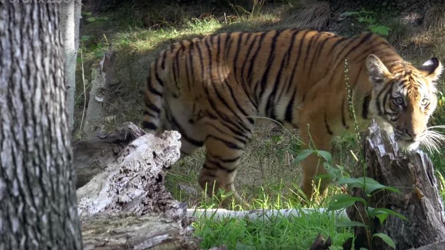 La tigresa Nadia, seis tigres y varios leones en el zoológico de El Bronx dan positivo en coronavirus