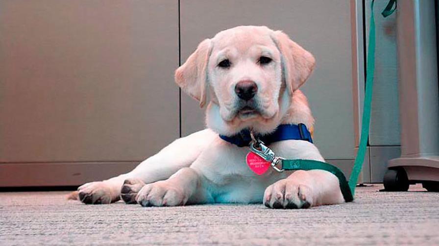 El labrador es inquieto