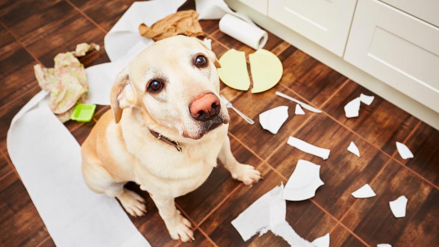 Qué hacer cuando               el perro es hiperactivo
