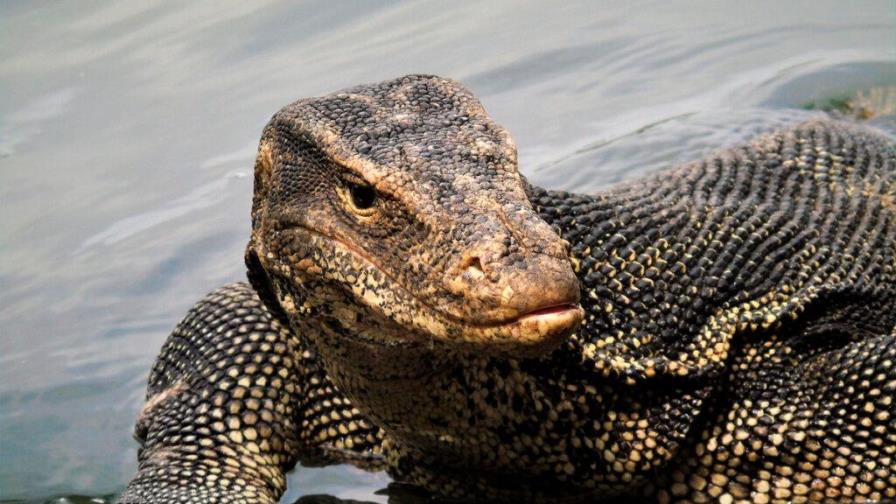 Policía busca peligroso lagarto que se escapó de su jaula en Nueva York