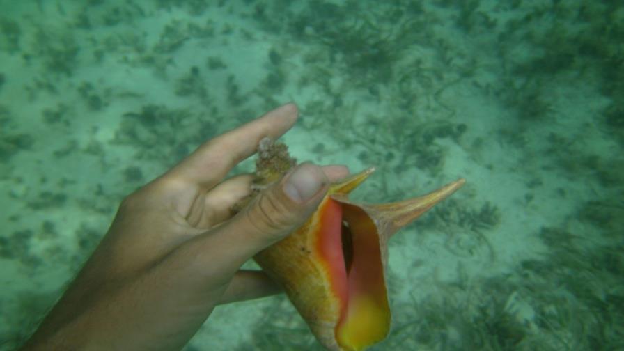 No se puede pescar, vender, ni guardar lambí, Medio Ambiente anuncia veda