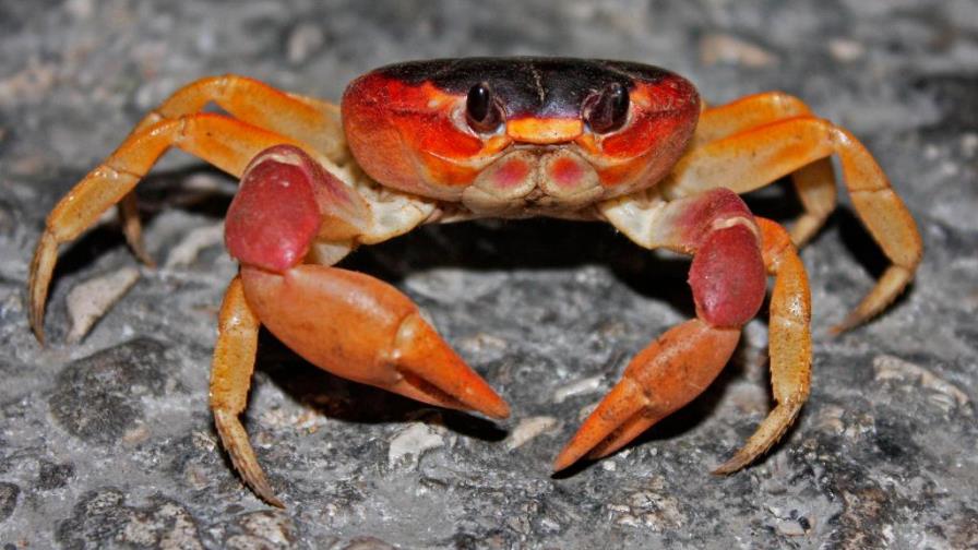 Desde marzo hasta junio está prohibida la captura y comercialización de cangrejos Desde marzo hasta junio está prohibida la captura y comercialización de cangrejos