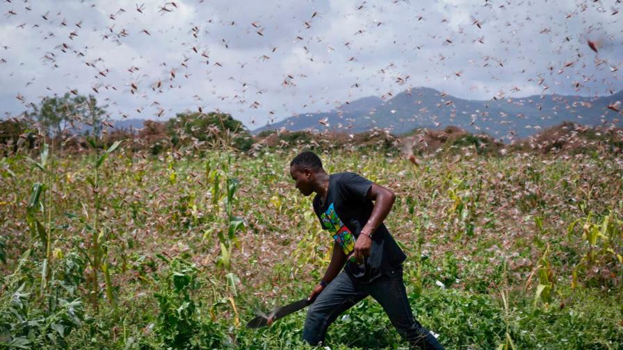 Ola de langostas amenaza seguridad alimentaria en África oriental y central