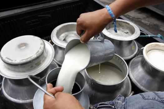 Productores anuncian plan de lucha en busca de un aumento de la leche en finca 