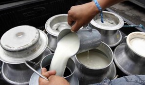 Avance significativo para obtenci&oacute;n de leches y derivados l&aacute;cteos sin lactosa