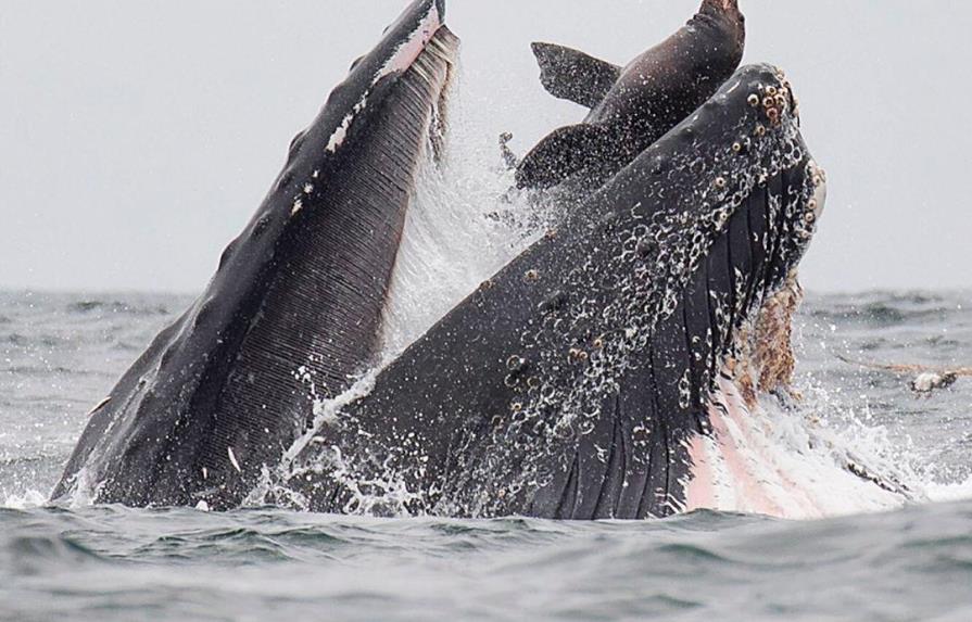 Fotógrafo capta momento exacto en que una ballena jorobada casi se traga un león marino